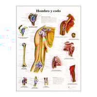 Lámina de anatomía: Hombro y codo